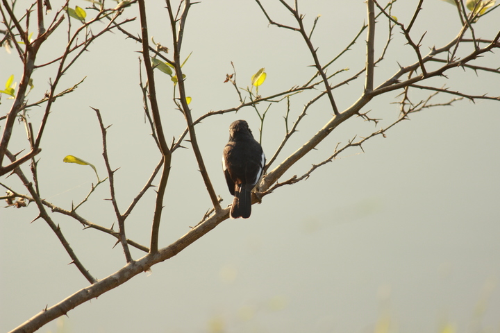 The National Bird of Bangladesh!(2)