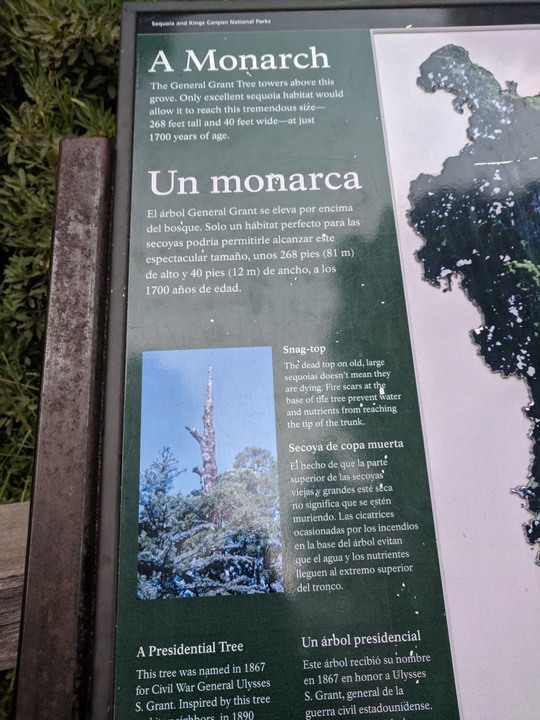 General Grant tree description