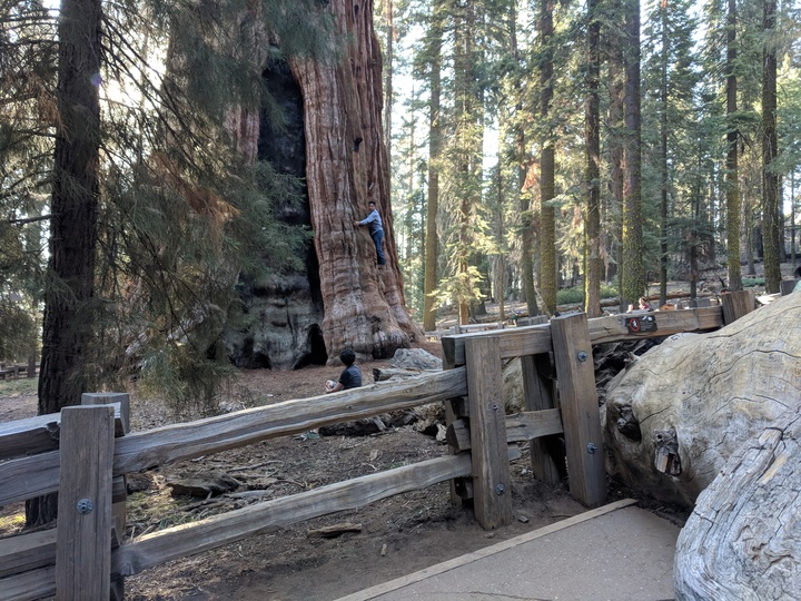General Sherman tree
